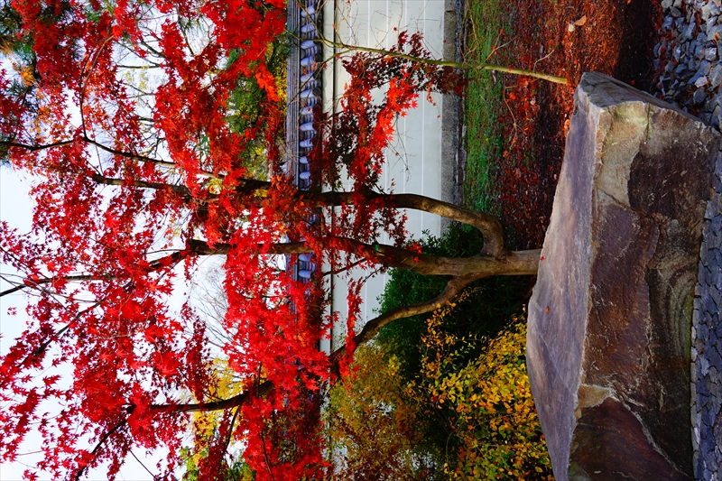 1056_洛中 京都御苑_京都