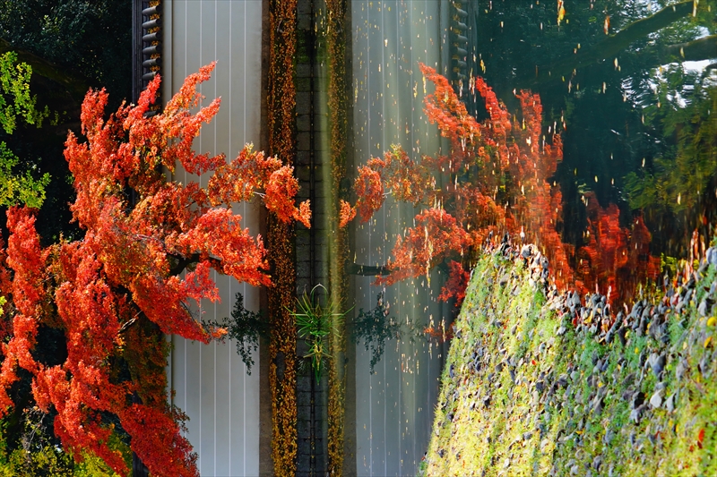 1062_洛中 京都御苑_京都