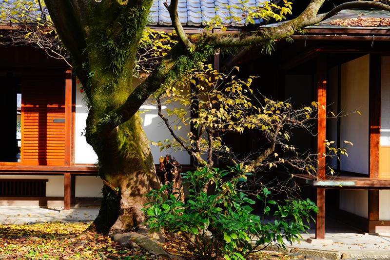 1063_洛中 京都御苑_京都