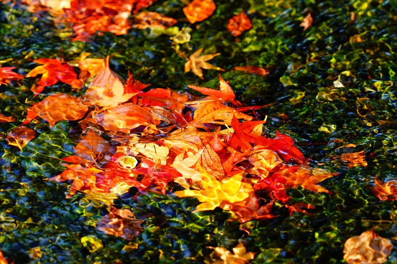 1064_洛中 京都御苑_京都