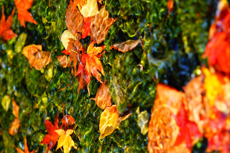 1065_洛中 京都御苑_京都