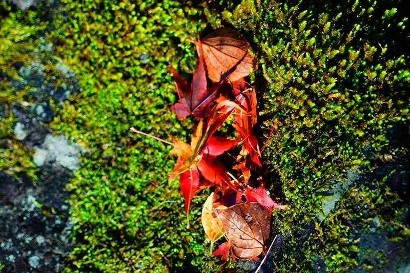 1066_洛中 京都御苑_京都