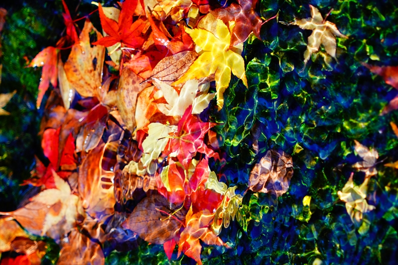 1067_洛中 京都御苑_京都