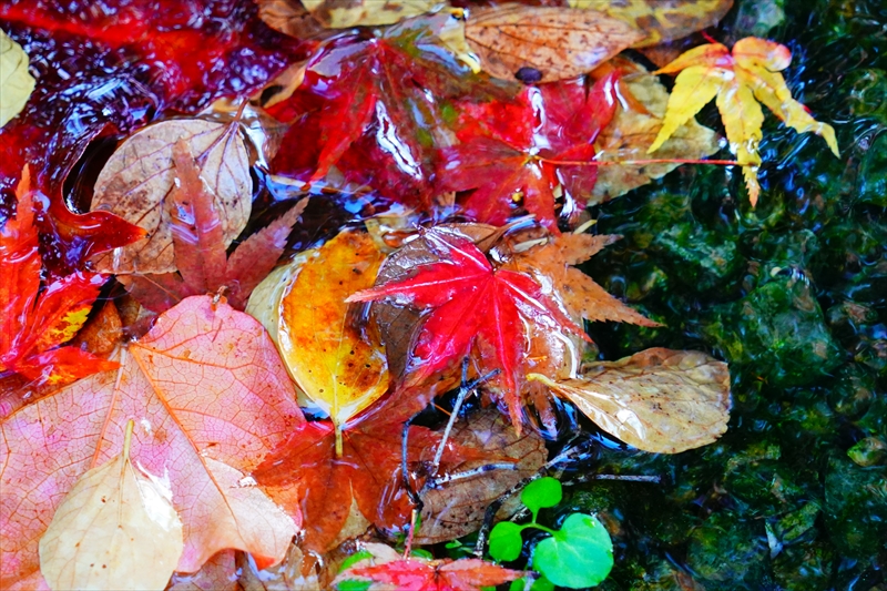 1068_洛中 京都御苑_京都