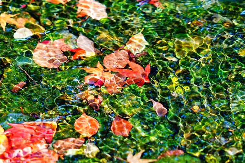 1069_洛中 京都御苑_京都