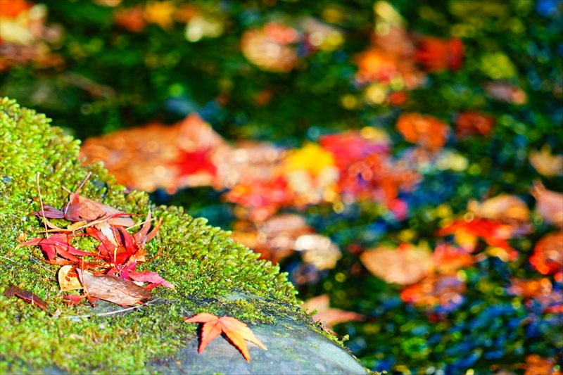 1070_洛中 京都御苑_京都