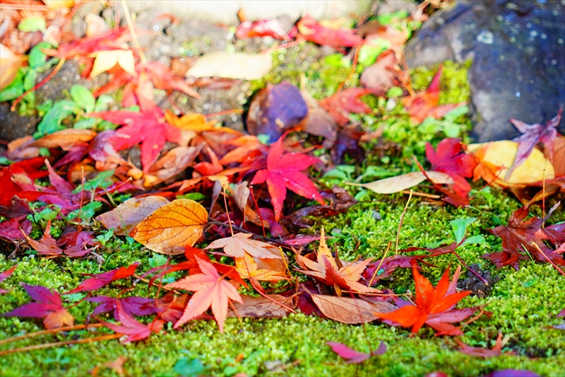 1071_洛中 京都御苑_京都