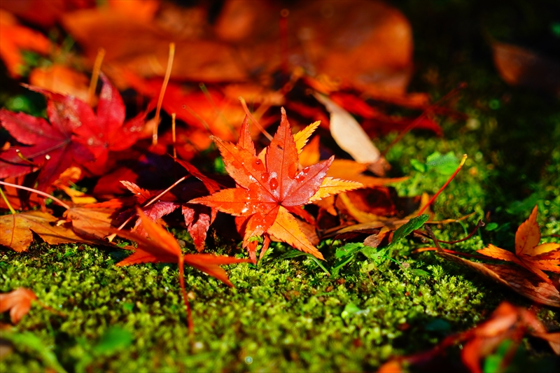 1072_洛中 京都御苑_京都