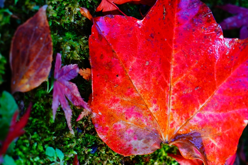 1073_洛中 京都御苑_京都