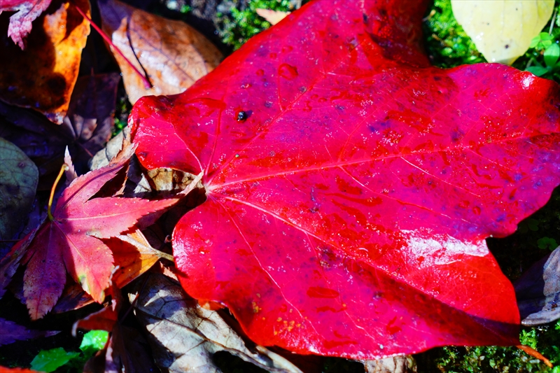 1074_洛中 京都御苑_京都