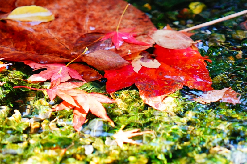 1075_洛中 京都御苑_京都