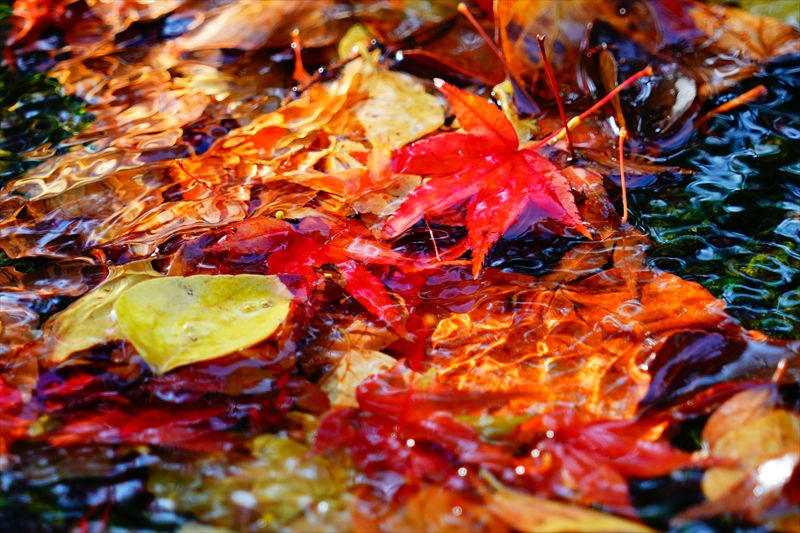 1076_洛中 京都御苑_京都