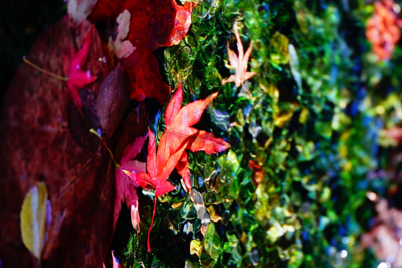 1077_洛中 京都御苑_京都