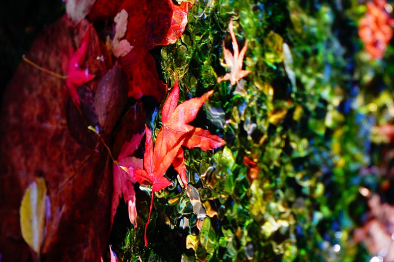 1078_洛中 京都御苑_京都