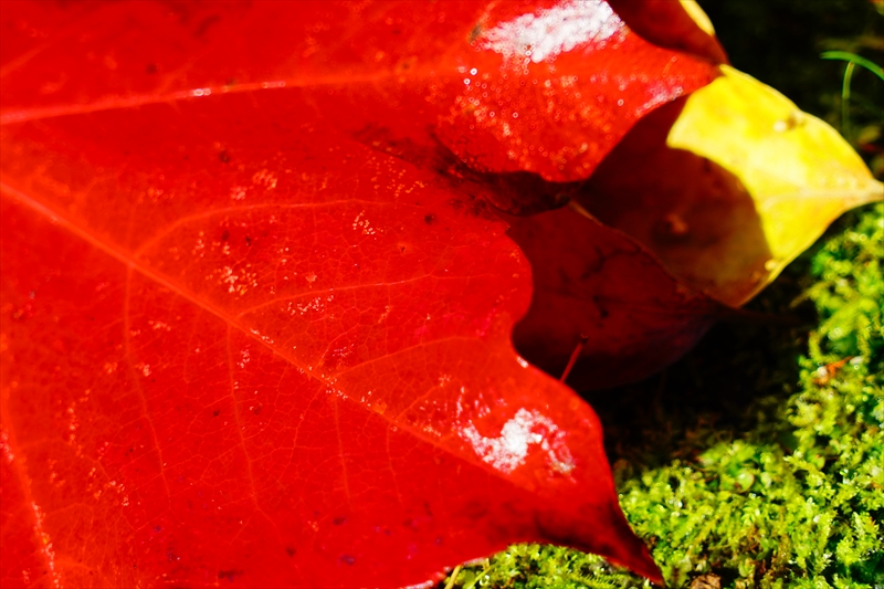 1079_洛中 京都御苑_京都