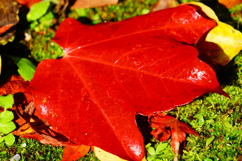 1080_洛中 京都御苑_京都