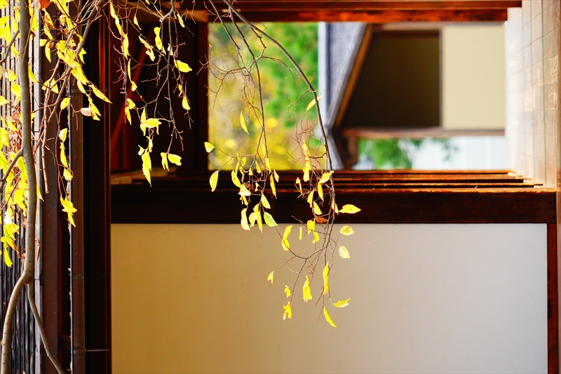 1081_洛中 京都御苑_京都