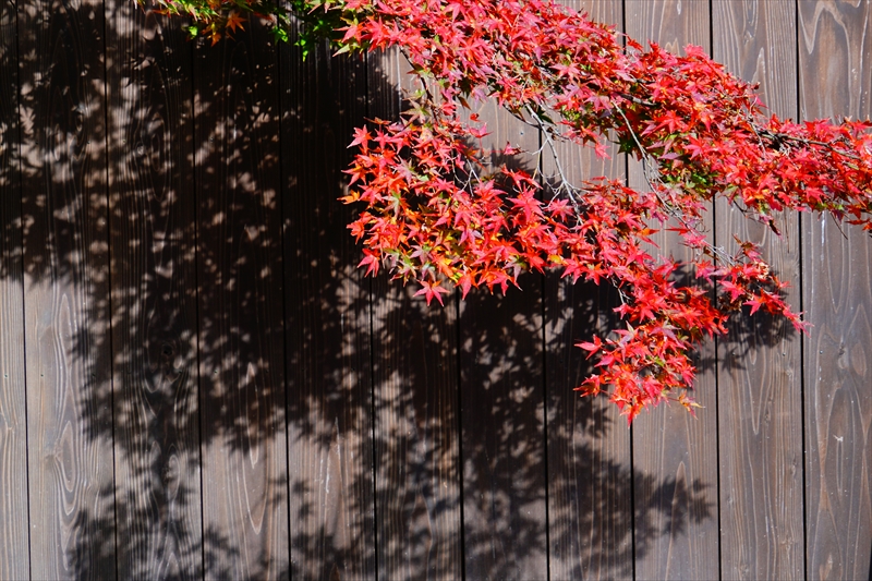 1082_洛中 京都御苑_京都