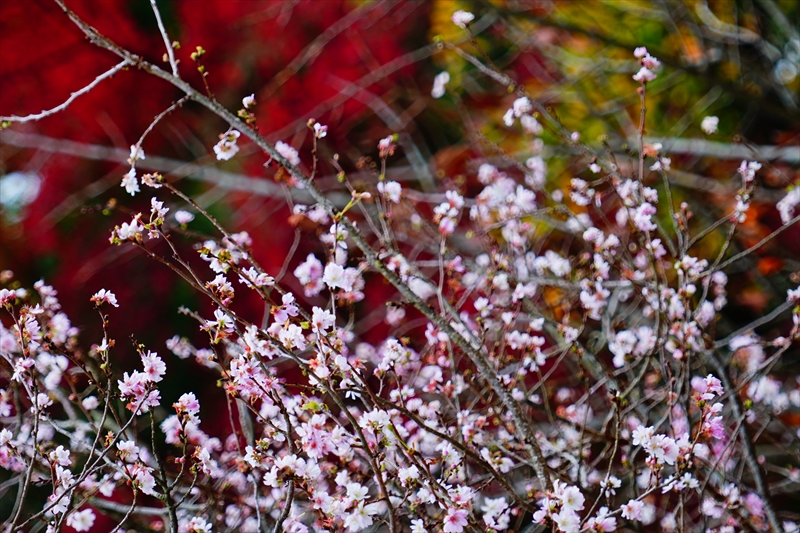 1083_洛中 京都御苑_京都