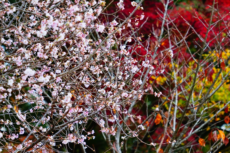 1084_洛中 京都御苑_京都