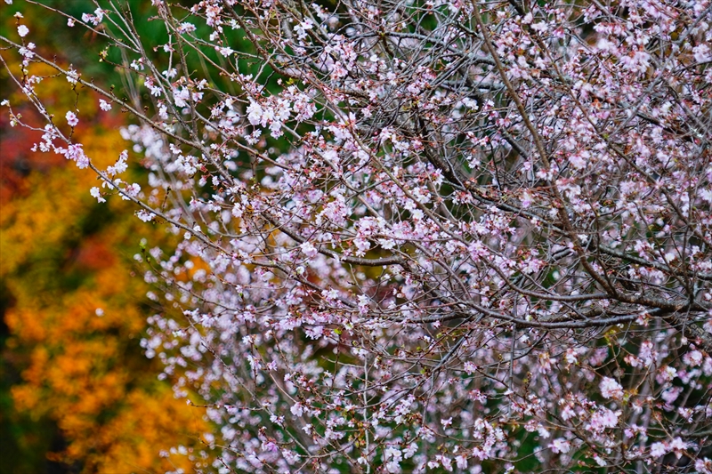 1085_洛中 京都御苑_京都