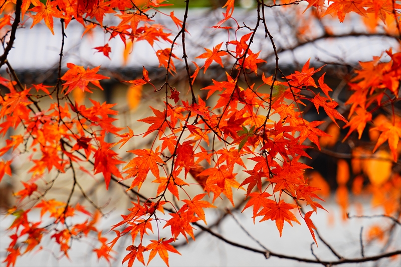 1086_洛中 京都御苑_京都