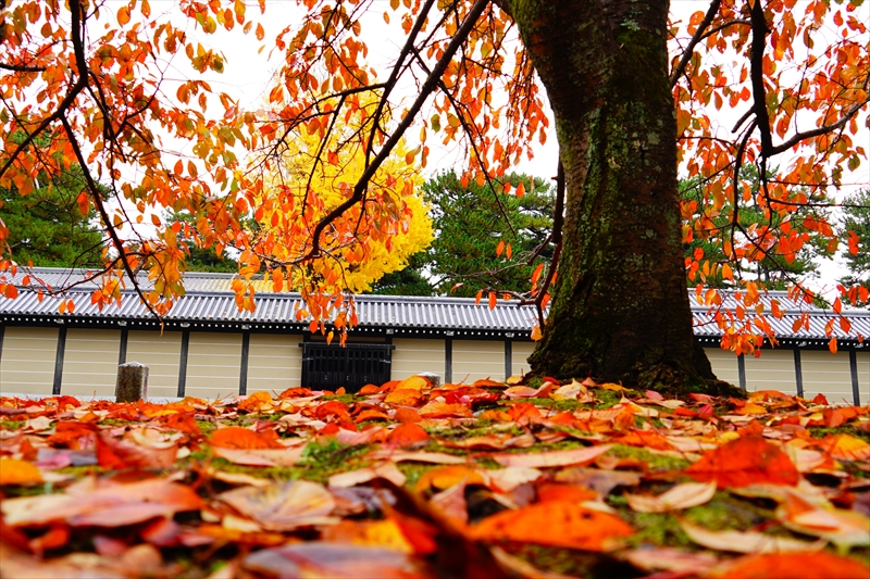 1087_洛中 京都御苑_京都