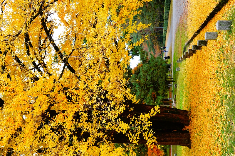 1088_洛中 京都御苑_京都