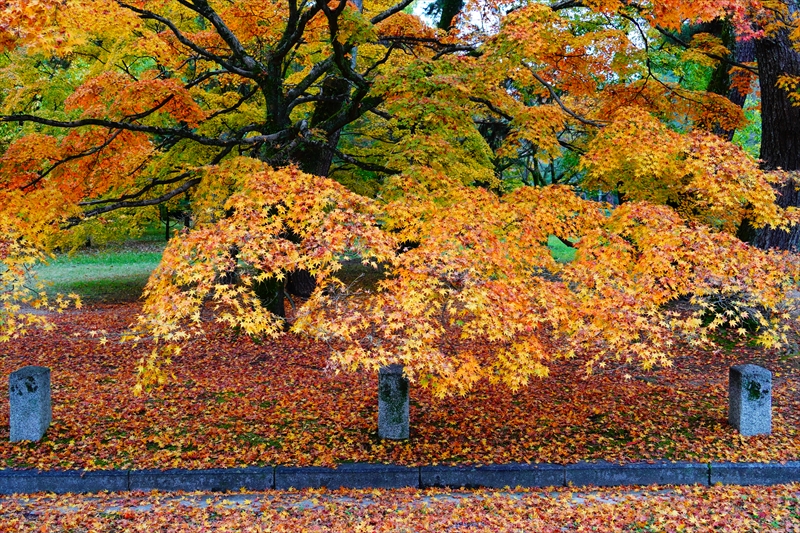 1089_洛中 京都御苑_京都