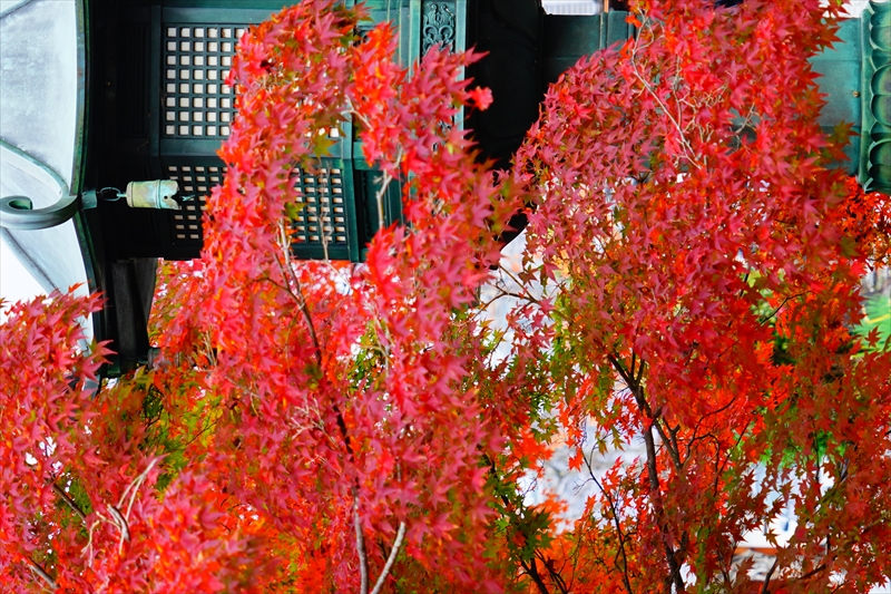 1103_洛東 真正極楽寺 (真如堂)_京都