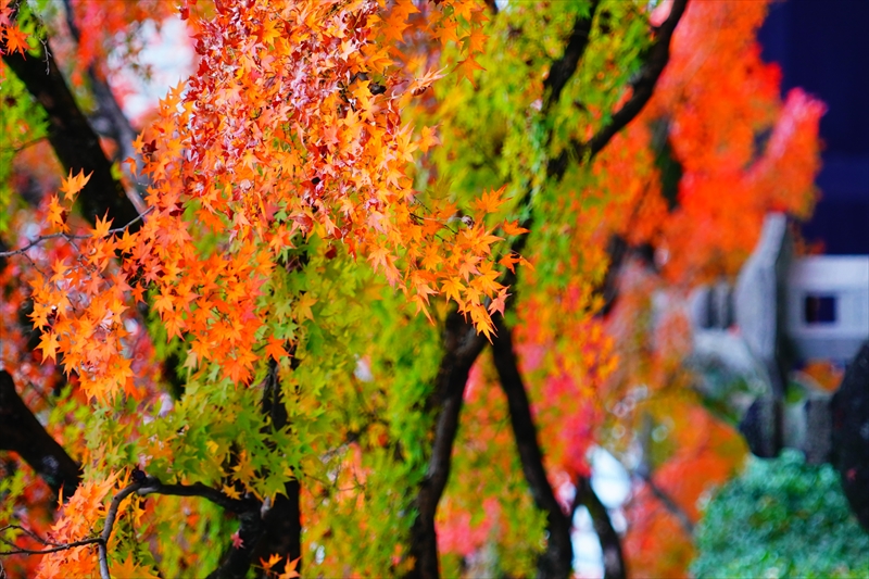 1105_洛東 真正極楽寺 (真如堂)_京都