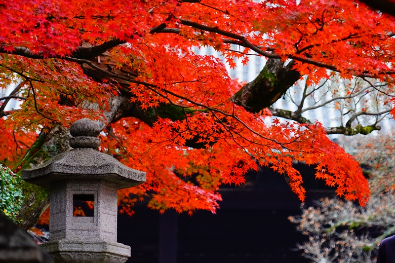 1106_洛東 真正極楽寺 (真如堂)_京都