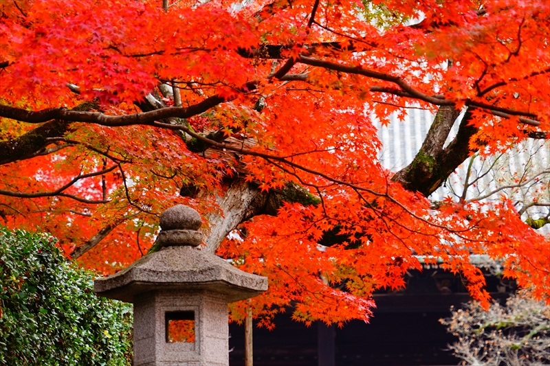 1107_洛東 真正極楽寺 (真如堂)_京都