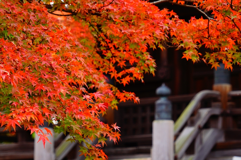1108_洛東 真正極楽寺 (真如堂)_京都