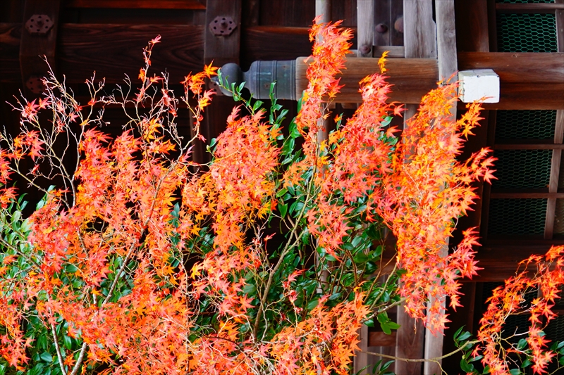 1109_洛東 真正極楽寺 (真如堂)_京都