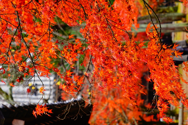 1110_洛東 真正極楽寺 (真如堂)_京都