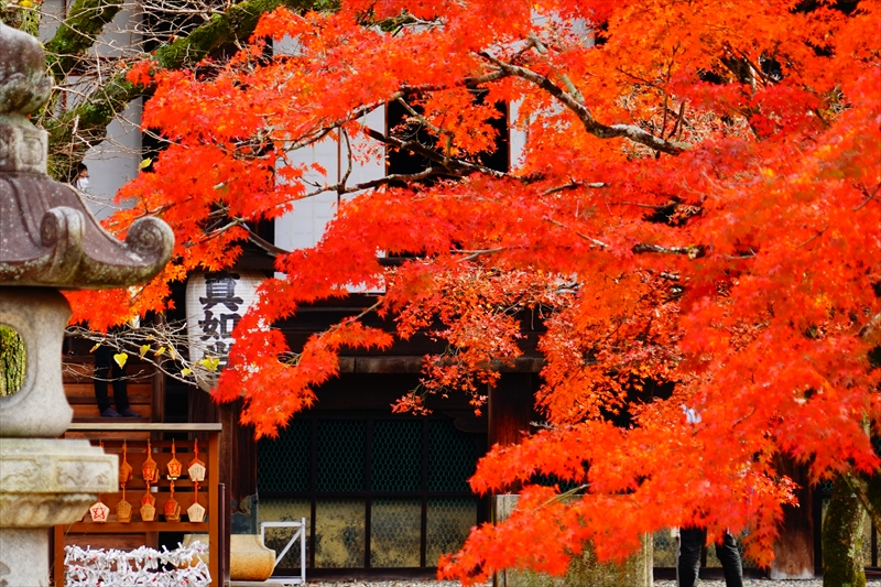 1111_洛東 真正極楽寺 (真如堂)_京都