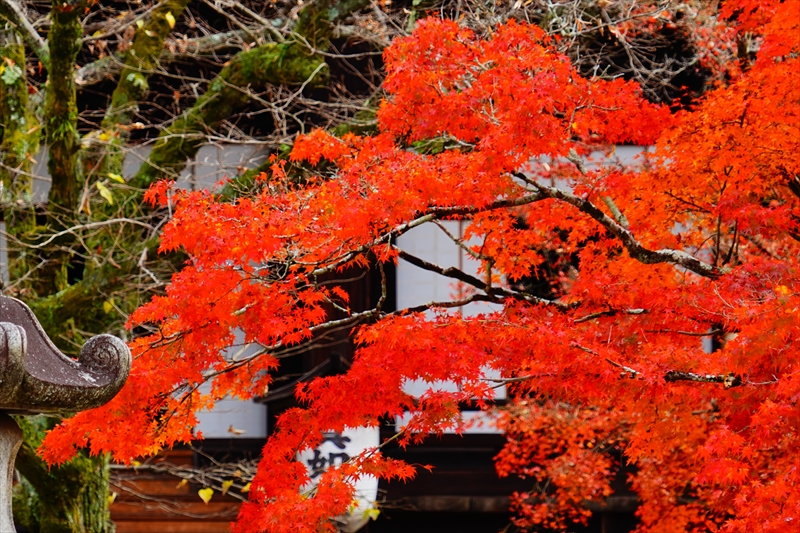 1112_洛東 真正極楽寺 (真如堂)_京都