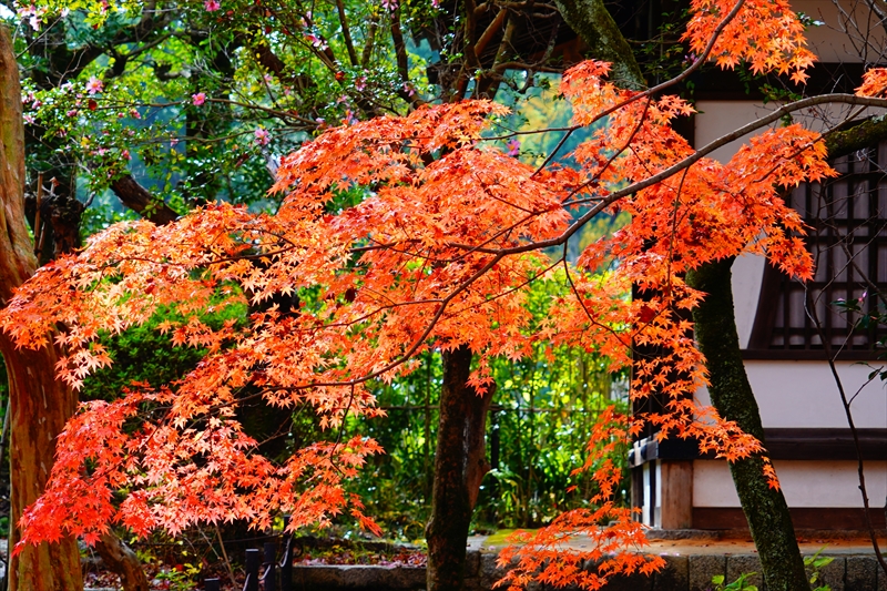 1113_洛東 真正極楽寺 (真如堂)_京都