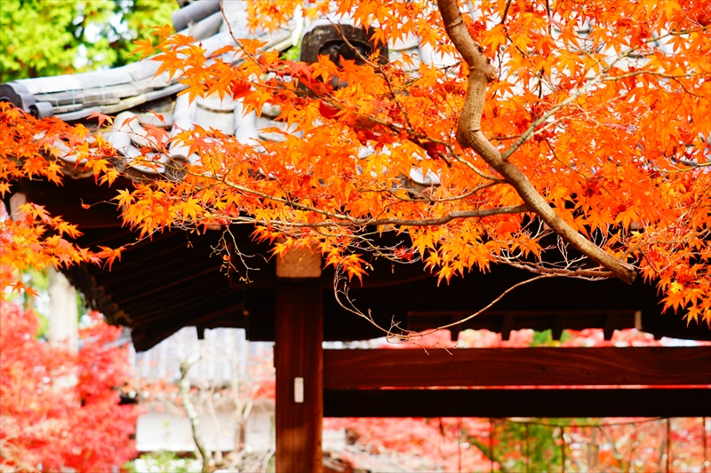 1114_洛東 真正極楽寺 (真如堂)_京都