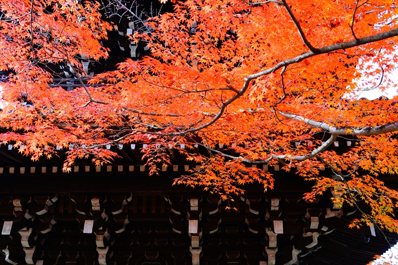 1115_洛東 真正極楽寺 (真如堂)_京都