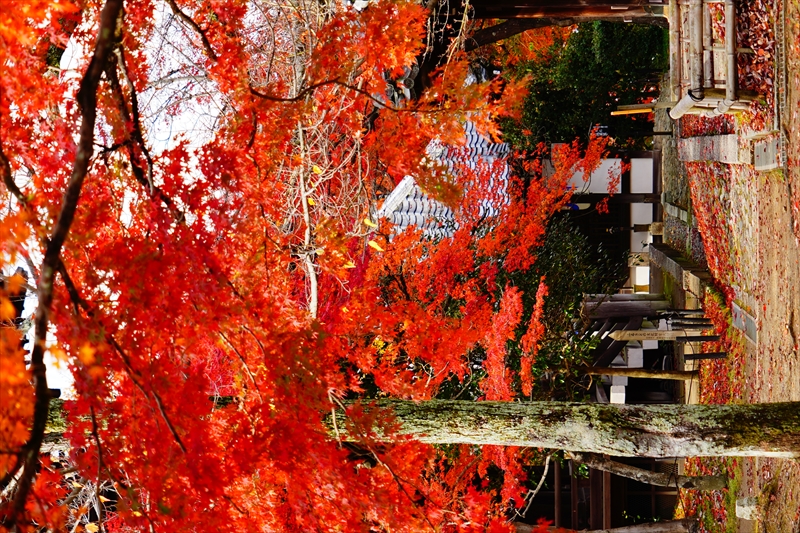 1116_洛東 真正極楽寺 (真如堂)_京都