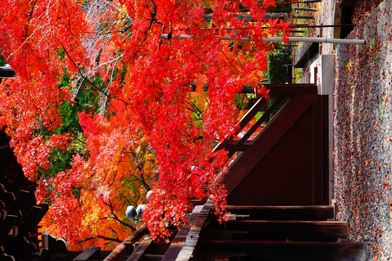 1117_洛東 真正極楽寺 (真如堂)_京都