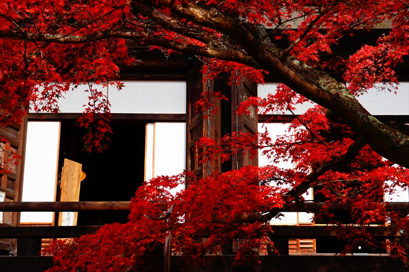 1118_洛東 真正極楽寺 (真如堂)_京都