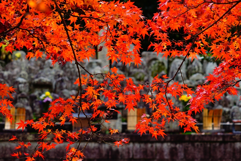 1119_洛東 真正極楽寺 (真如堂)_京都