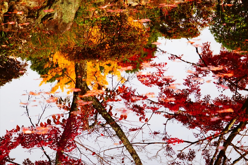 1120_洛東 真正極楽寺 (真如堂)_京都