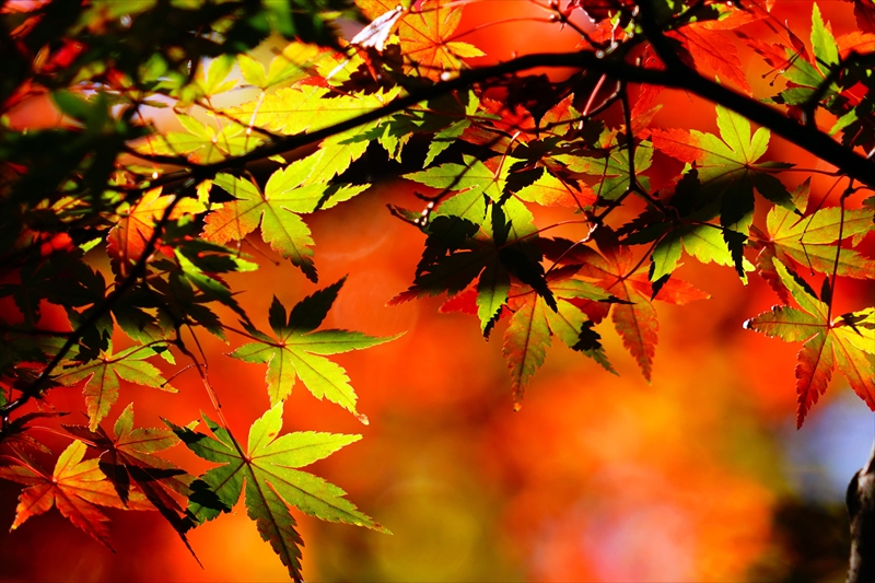 1218__横浜市新羽町_神奈川