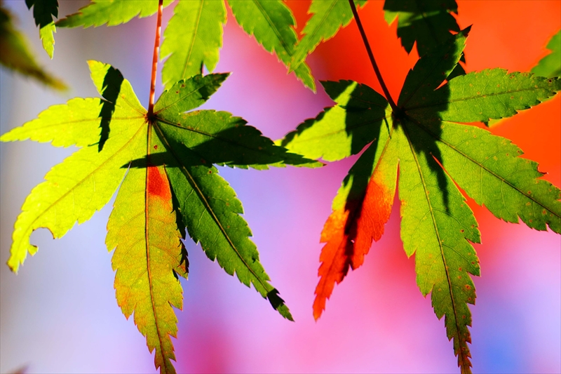 1221__横浜市新羽町_神奈川