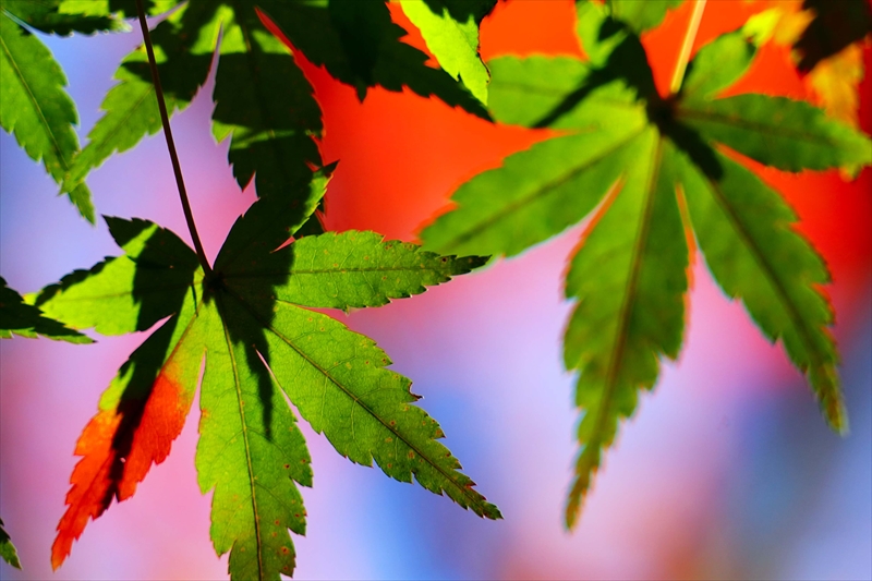 1222__横浜市新羽町_神奈川