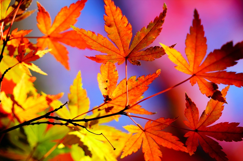 1223__横浜市新羽町_神奈川